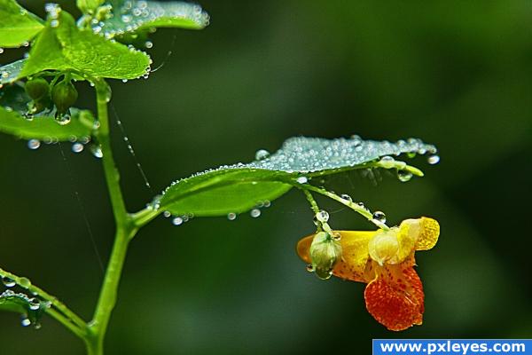 Single Flower in Orange